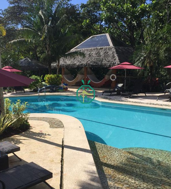 Nhà tranh tổng hợp costa rica lợp tranh trong rừng mưa
