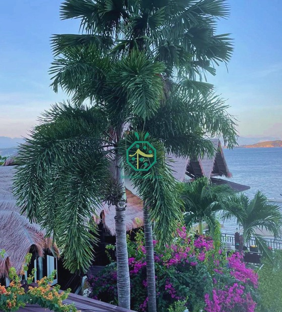 rơm tổng hợp lợp mái cho khu nghỉ mát lặn ở batangas ở philippines